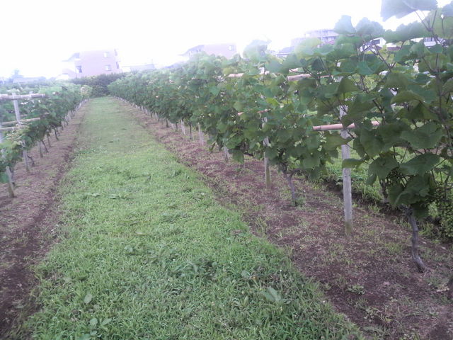 ���C���E�n�r�[���i���v�V���g�[ �X�[�x�j�A�V���b�v�j