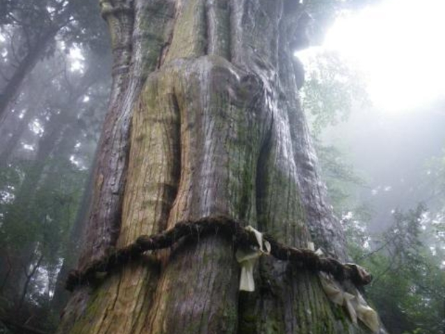 神代杉】アクセス・営業時間・料金情報 - じゃらんnet