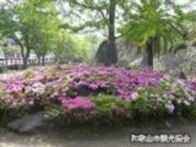 �a�̎R��̃c�c�W_�a�̎R��̃c�c�W