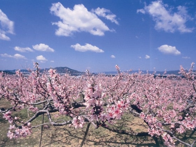 【値下げ可】せんせいしょん 桃源郷 桃源郷】アクセス・営業時間・料金情報 - じゃらんnet