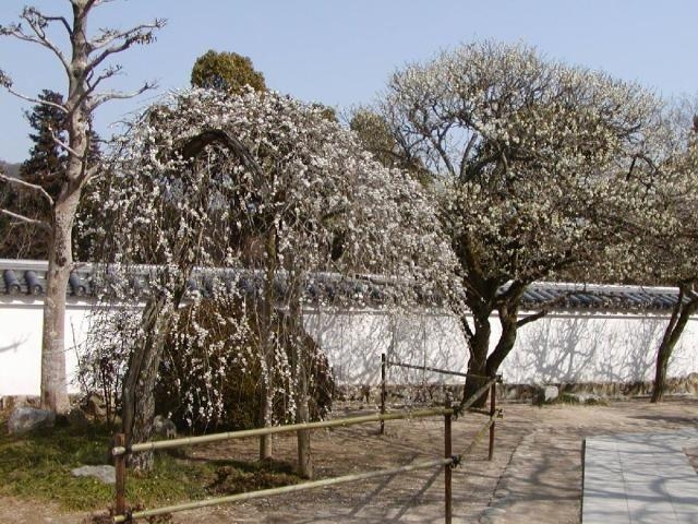 ���򎛉痴�̔~�^���߂̎ʐ^1