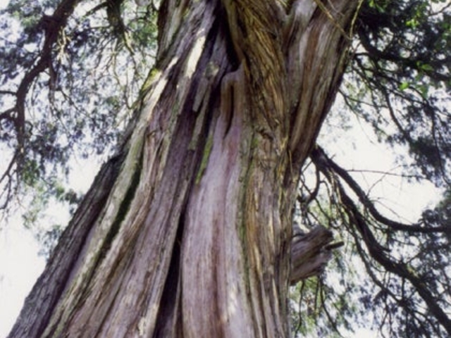 �吅��_�Ђ̃l�Y�̖؂̎ʐ^1