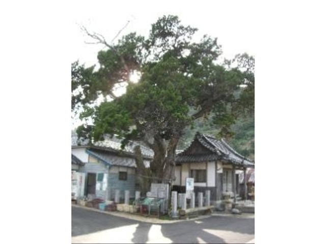 ���l�喾�_�̃V���p�N�̎ʐ^1