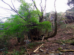 桂樹の写真1