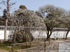 洞泉寺臥龍の梅/うめの写真1