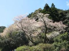 明星桜の写真1
