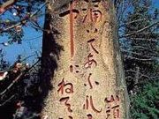 �R���΋��̎ʐ^1