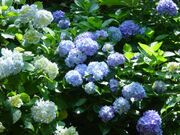 ��ю��̂��������̎ʐ^1