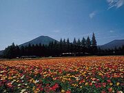 ������̃A�C�X�����h�|�s�[�̎ʐ^1