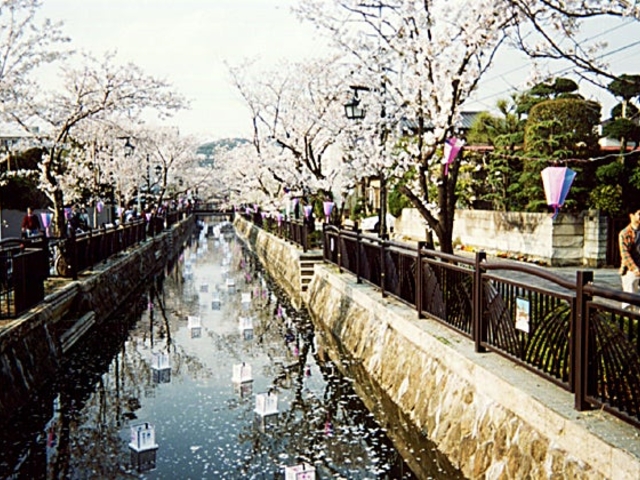 八瀬川の桜】アクセス・営業時間・料金情報 - じゃらんnet