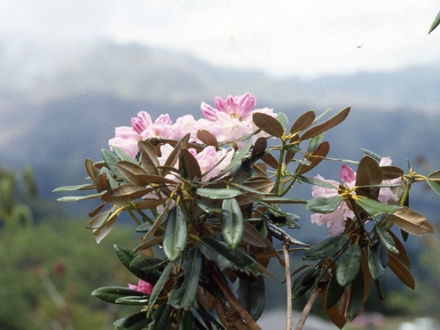 �S�����Ⴍ�Ȃ������̂��Ⴍ�Ȃ��̎ʐ^1