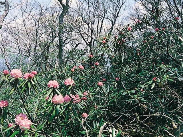 �ŗt���̃V���N�i�Q�̎ʐ^1