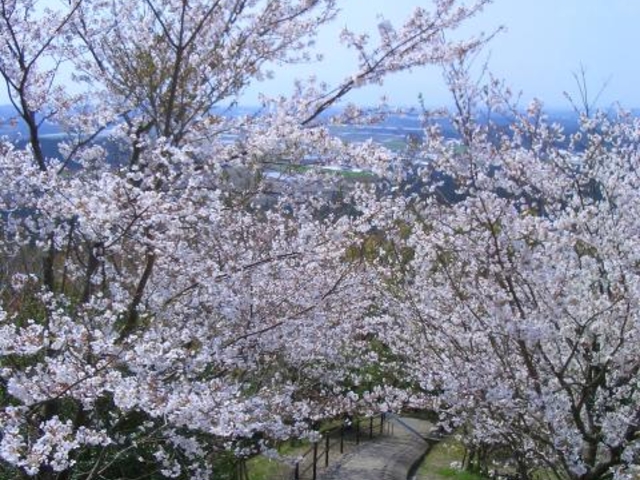 ��J�R���R�����̎ʐ^1