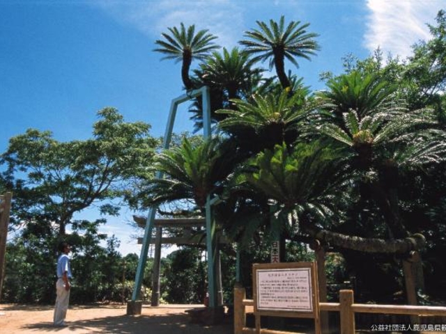 �L��_�Б�\�e�c