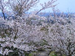 ��J�R���R�����̎ʐ^1