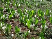 �^�Ǝ��̐��m�Ԃ̎ʐ^1