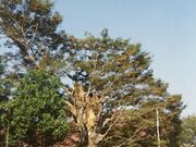 �����_�Ђ̃P���L�̎ʐ^1