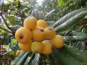 �y�씒�r���̎ʐ^1