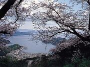 �앟���̍����؂̎ʐ^1