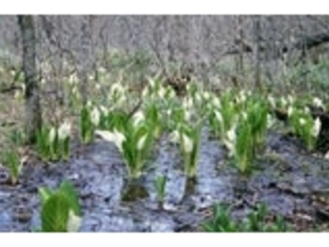 ���m�Ԃ̐X_���m�Ԃ̐X