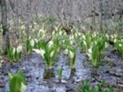 ���m�Ԃ̐X�̎ʐ^1