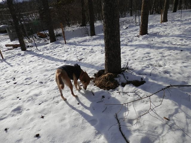 �y���X�m�[�p�[�N