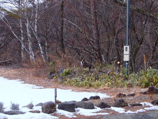 �V�R�L�O���̃j�z���J���V�J�B���ԏ�ɂЂ������Q��B_�O�邢�����̍L�� �I�[�g�L�����v��