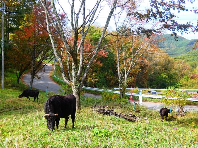 �����E�A�X���`�b�N�G���A�ׂ̗ɋ��̕��q�G���A������܂��B_�O�邢�����̍L�� �I�[�g�L�����v��