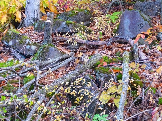 �O��n��͖쐶�̓������������񂢂܂��B�V�}���X�E�쒹�E���Ȃǂ��e���g�̂������΂܂ŗ��邱�Ƃ��I_�O�邢�����̍L�� �I�[�g�L�����v��