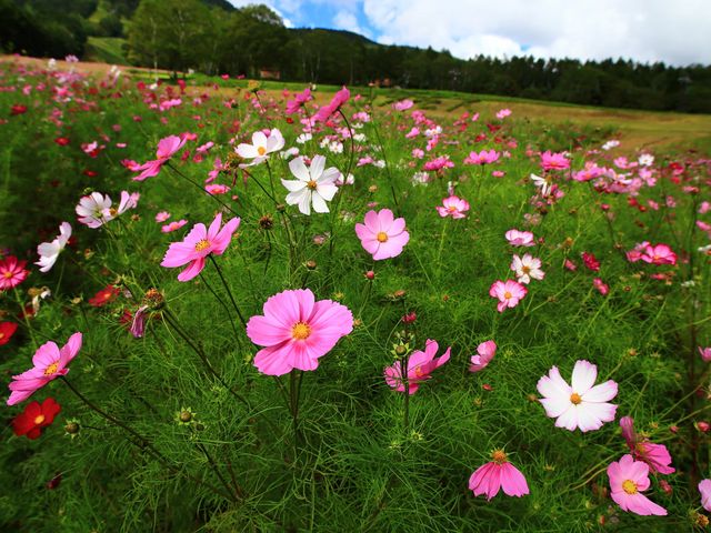 �y�Վ��x�Ɓz�{�ԍ炭���P�����̃R�X���X