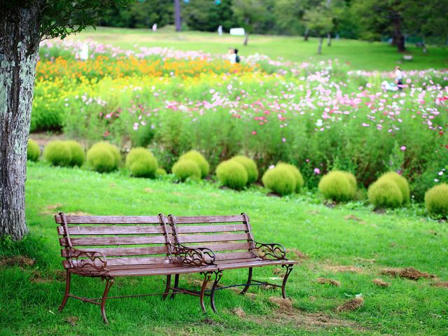 �y�Վ��x�Ɓz�{�ԍ炭���P�����̃R�X���X