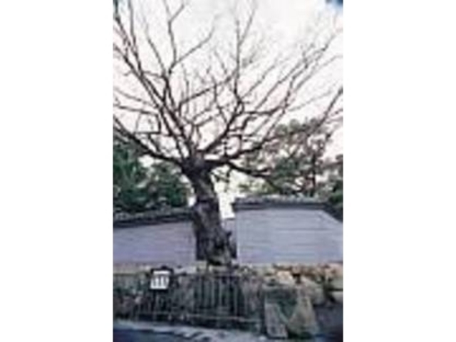 �s���̖؂Ƃ��Ă��e���܂�Ă��郀�N�m�L_�{�Z�g�_��