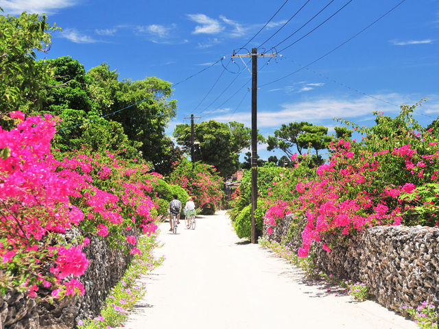 竹富島では南国の花々が迎えてくれます_石垣島ドリーム観光