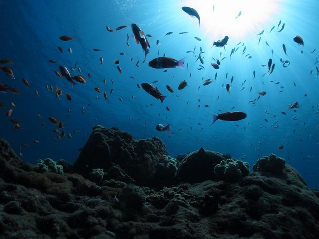 ��ϐ����ߓ����E�{��_�C�r���O�T�[�r�X�X�e�[�V�����@�J�i���A