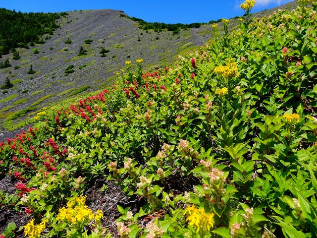 �x�m���R�u��i�Ό��v_�x�m�R�l�C�`���[�c�A�[�Y