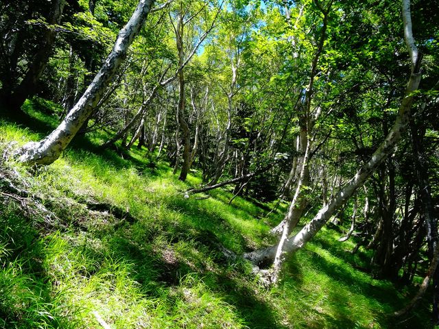 �x�m���R�u��i�Ό��v_�x�m�R�l�C�`���[�c�A�[�Y