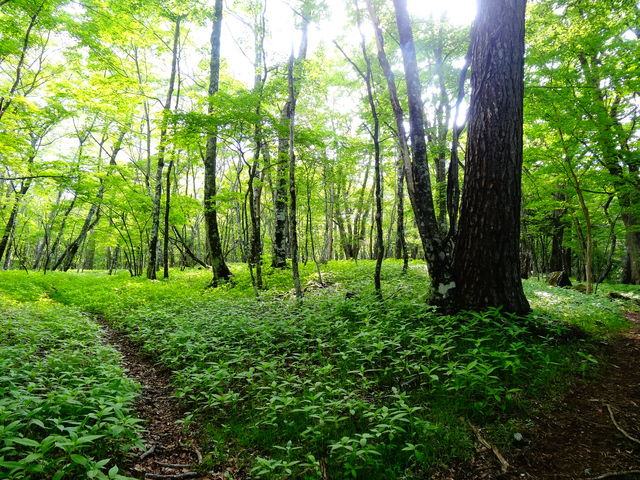 �x�m���R�u���{�����v_�x�m�R�l�C�`���[�c�A�[�Y