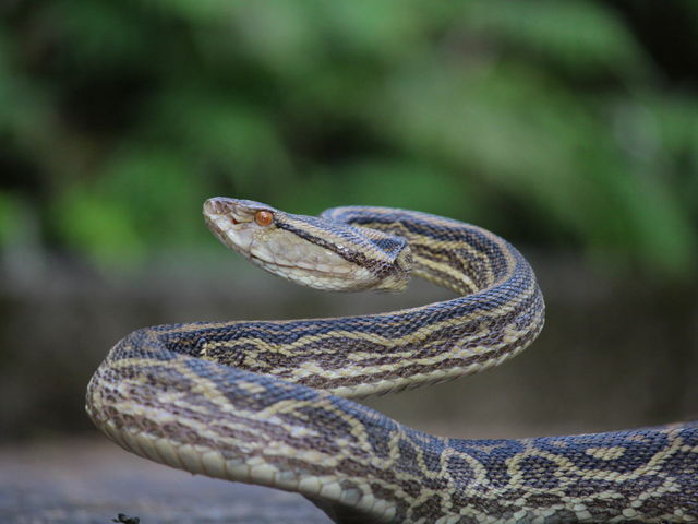 奄美大島に生息している毒蛇｢ハブ｣の専門店_原ハブ屋奄美