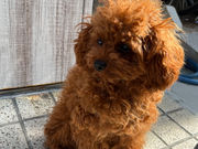 | gallery cafe ̎ʐ^4