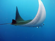 SҐXNEOMARINEΊ_̎ʐ^4