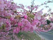 ���ς̉͒Í��̎ʐ^1