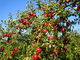 木沢りんご園の写真3