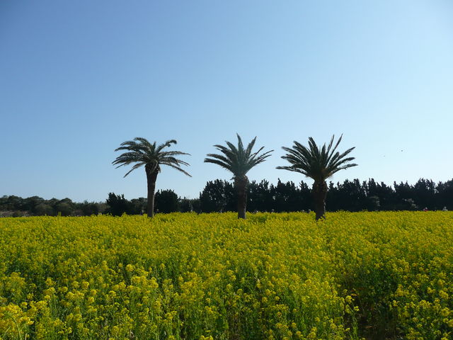 �ɗǌ΍؂̉ԃK�[�f��