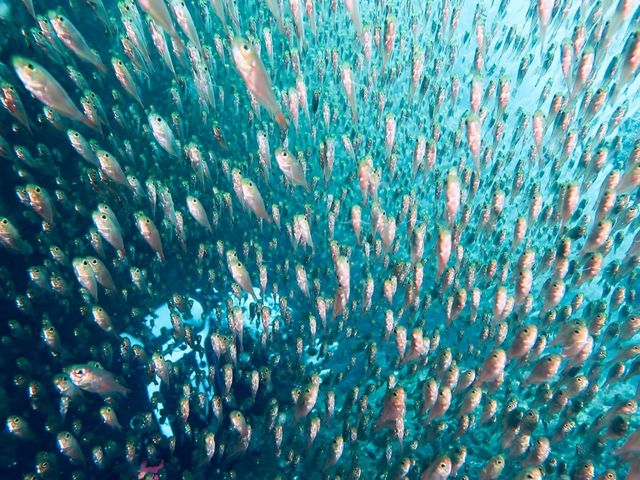 �_�C�r���O�@�X�N�[���@Tiara