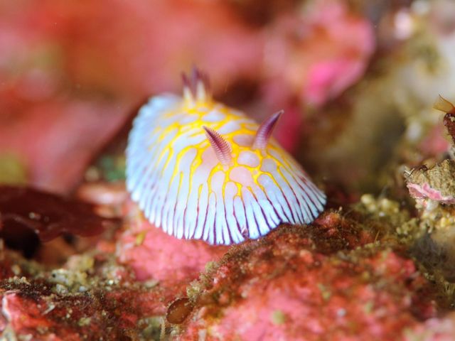 �_�C�r���O�@�X�N�[���@Tiara