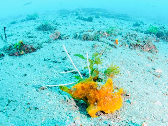 �_�C�r���O�@�X�N�[���@Tiara