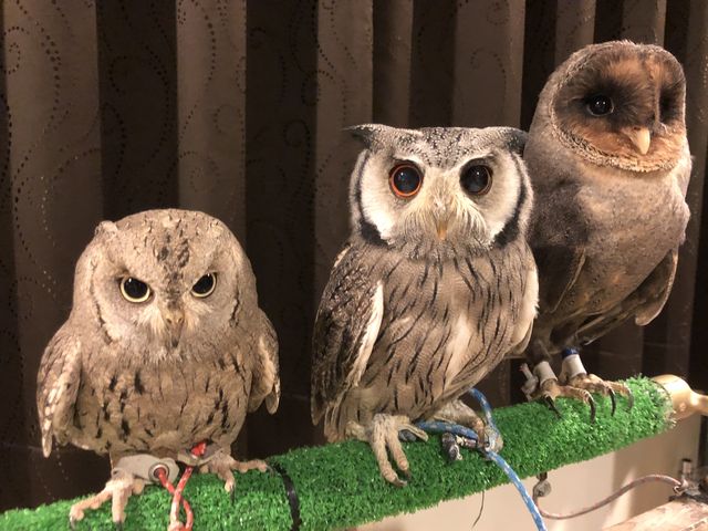 フクロウカフェ&バー 格闘梟