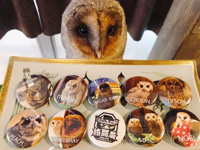 フクロウカフェ&バー 格闘梟