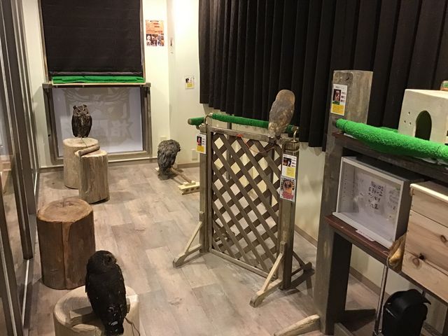 フクロウカフェ&バー 格闘梟