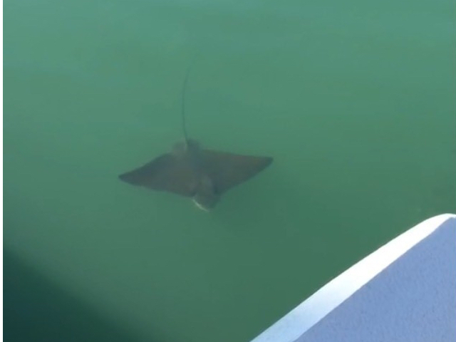 �G�C�ɉ������I_�k��B�A�[�o���T�b�v����